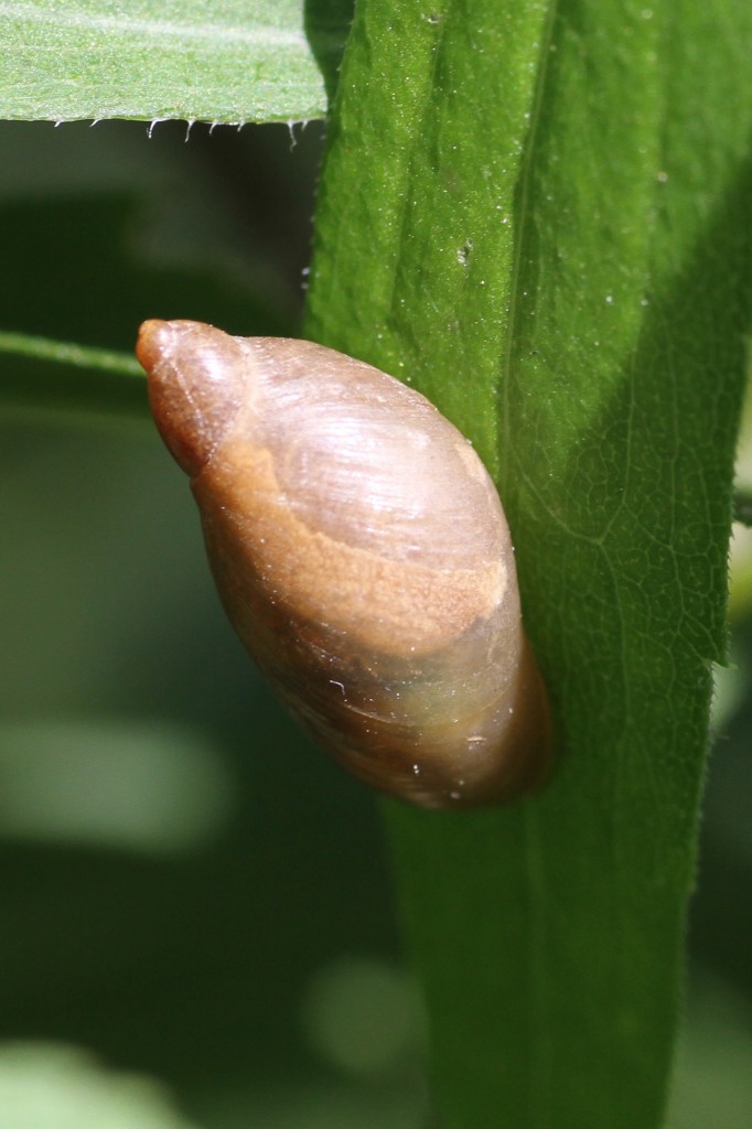 Gemeine Bernsteinschnecke (Succinea putris) am 20.7.2010 bei Neuried am Oberrhein.