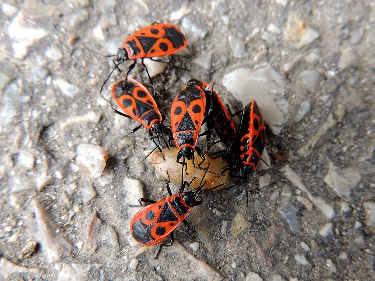 Gemeine Feuerwanze (Pyrrhocoris apterus) machen sich ber vermeintbare Nahrung her; 140421