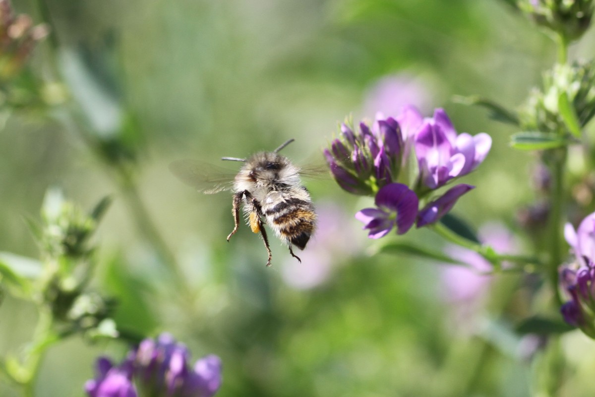 Gemeine Seidenbiene (Colletes daviesanus) am 20.7.2010 bei Neuried am Oberrhein.