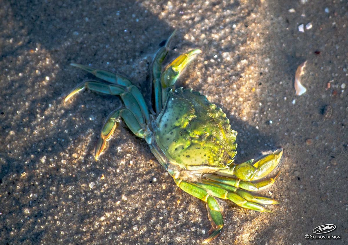 Gemeine Strandkrabbe im Watt, Wilhelmshaven