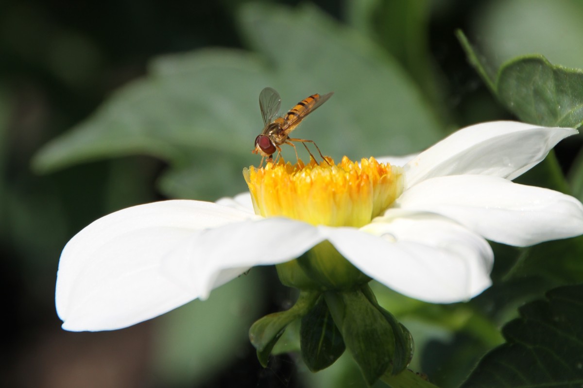 Gemeine Winterschwebfliege auch Hain-Schwebfliege (Episyrphus balteatus) am 12.7.2010 auf der Insel Mainau.