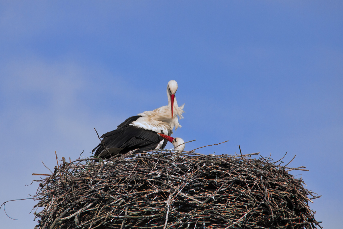 Gemeinsame Federpflege bei einem Storchenprchen whrend der Begrungszeremonie. - 05.05.2015