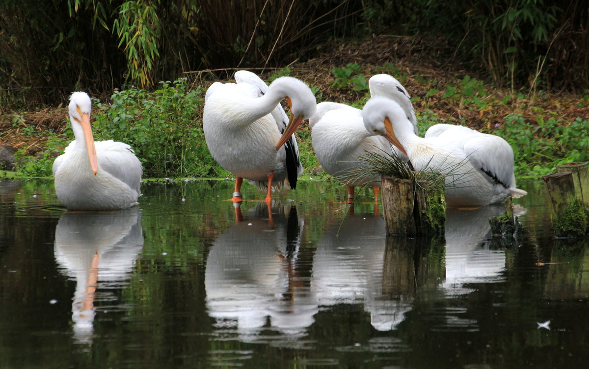 Gemeinsame Gefiederpflege vierer Pelikane am 05.10.2020 im Weltvogelpark Walsrode. 