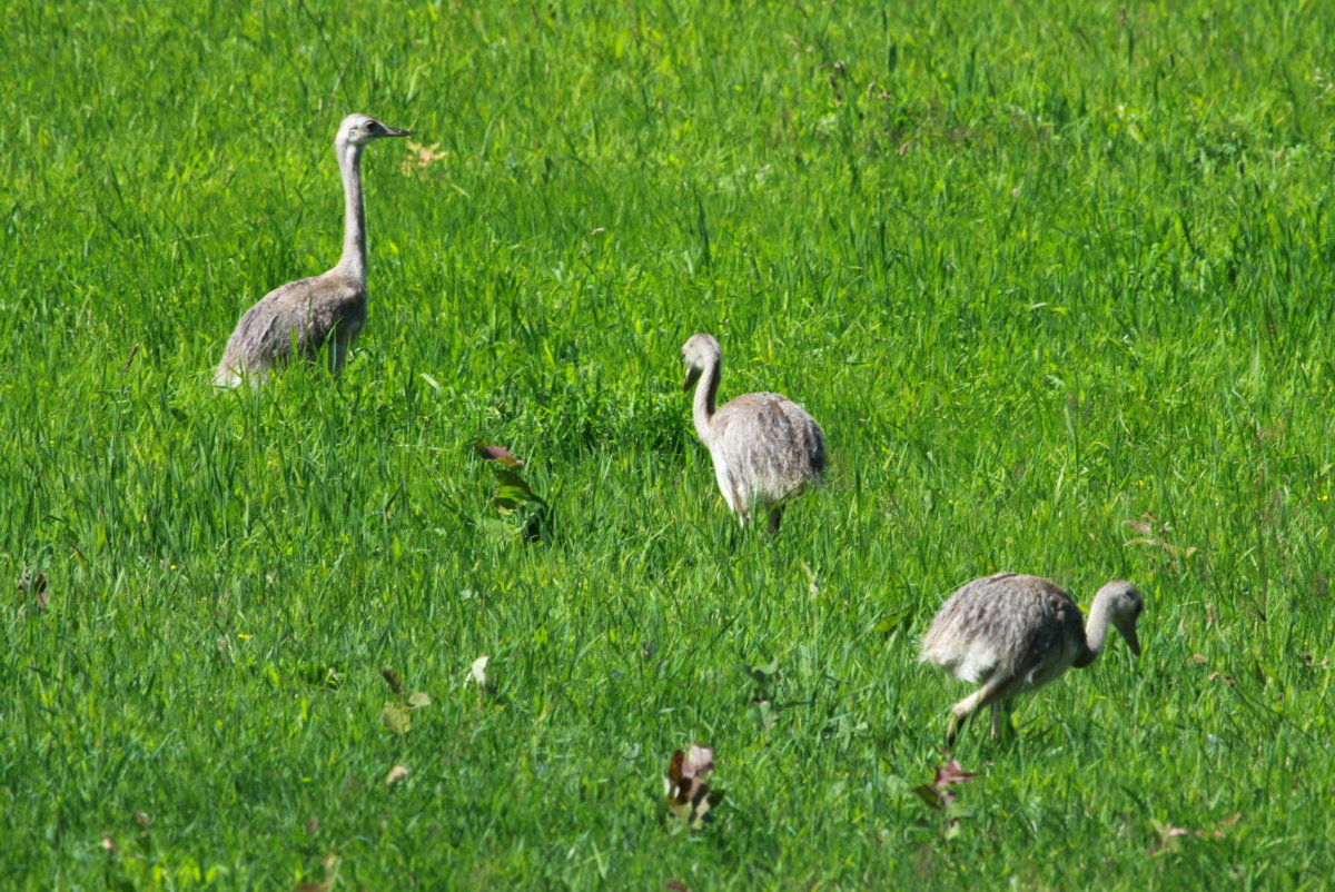 Generation 2015. Drei von Fnfzehn Nand-Jungtieren aus einer Gruppe auf einer Wiese bei Schattin (NWM); 26.7.2015