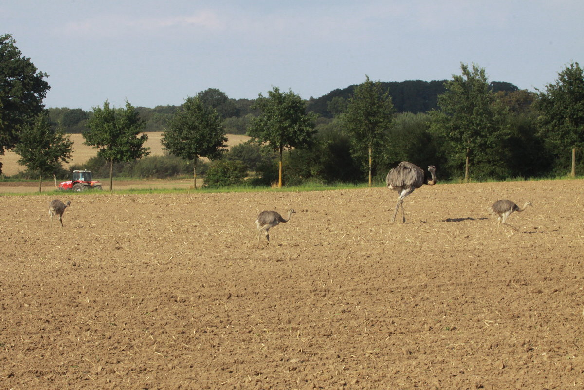 Generation 2015. Ein Nandu-Hahn fmit Jungtiere bei Bk (RZ); 29.8.2015