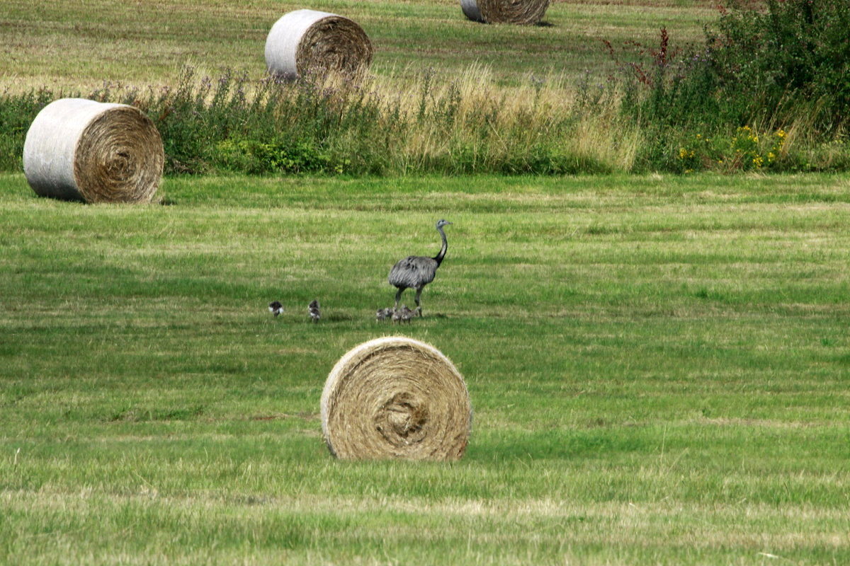 Generation 2015. Ein Nandu-Hahn fhrt 8 Jungtiere bei Utecht (NWM); 25.7.2015