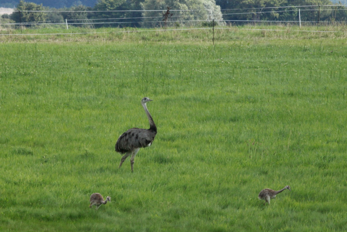 Generation 2015. Ein Nandu-Hahn fhrt 6 Jungtiere bei Neschow (NWM); 04.9.2015