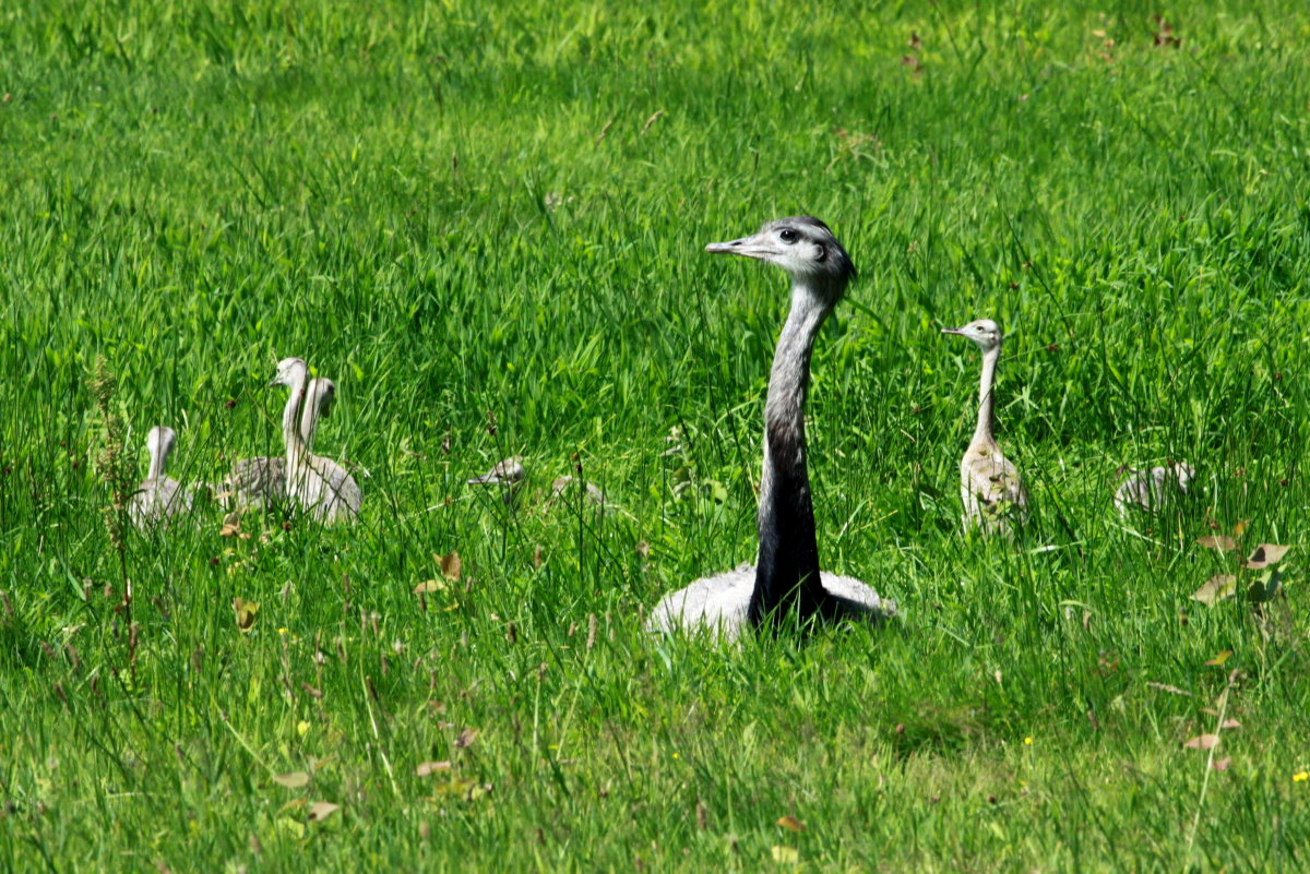 Generation 2015. Ein Nandu-Hahn mit einem Teil von 15 Jungtieren auf einer Wiese bei Schattin (NWM); 26.7.2015