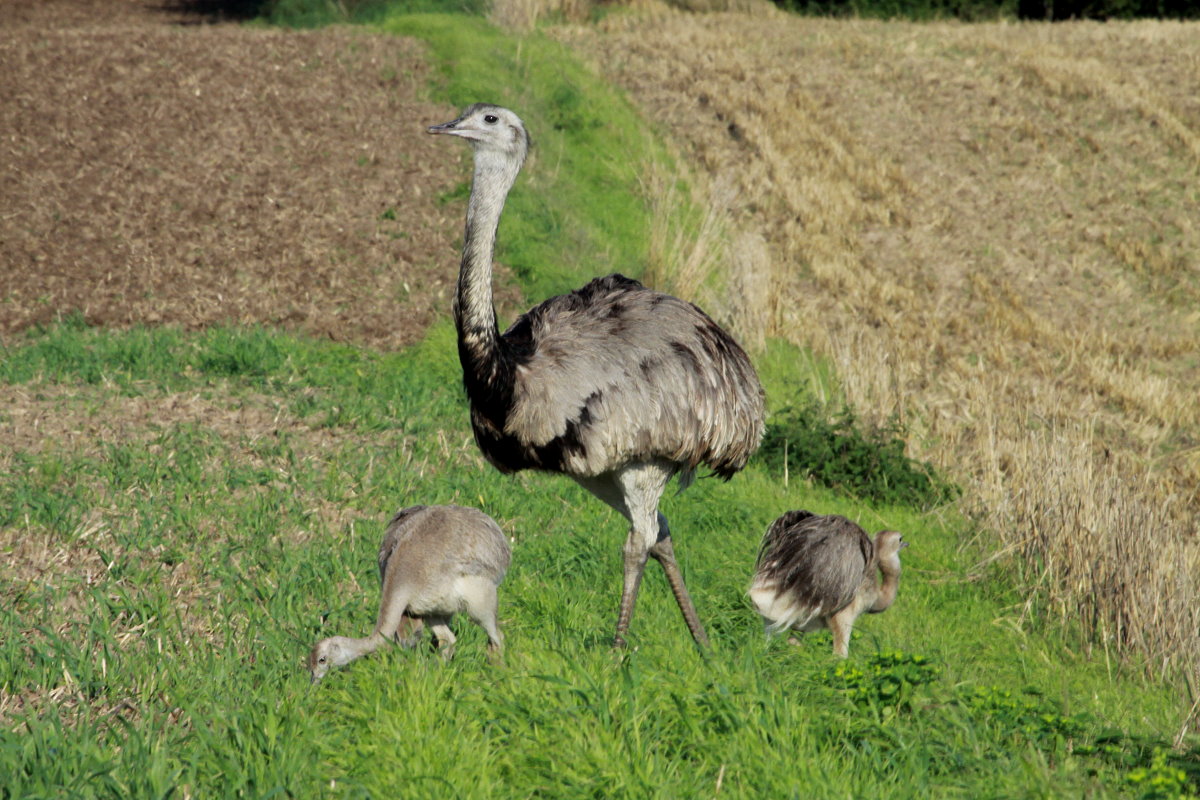 Generation 2015. Ein Nandu-Hahn mit 3 seiner 6 Jungtiere auf einem Feld bei Bk in Schleswig-Holstein; 29.8.2015