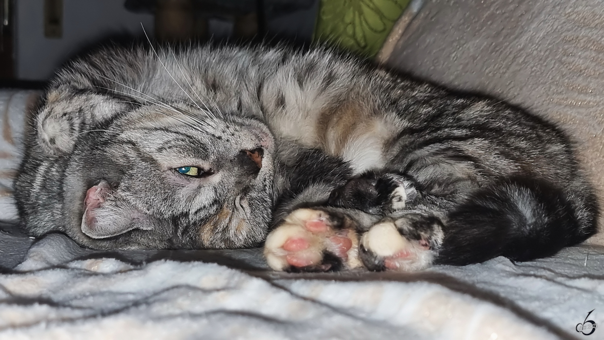 Genervter Blick unserer Maine-Coon/BKH-Katze whrend einer unangemeldeten Photosession. (Hattingen, Februar 2023)