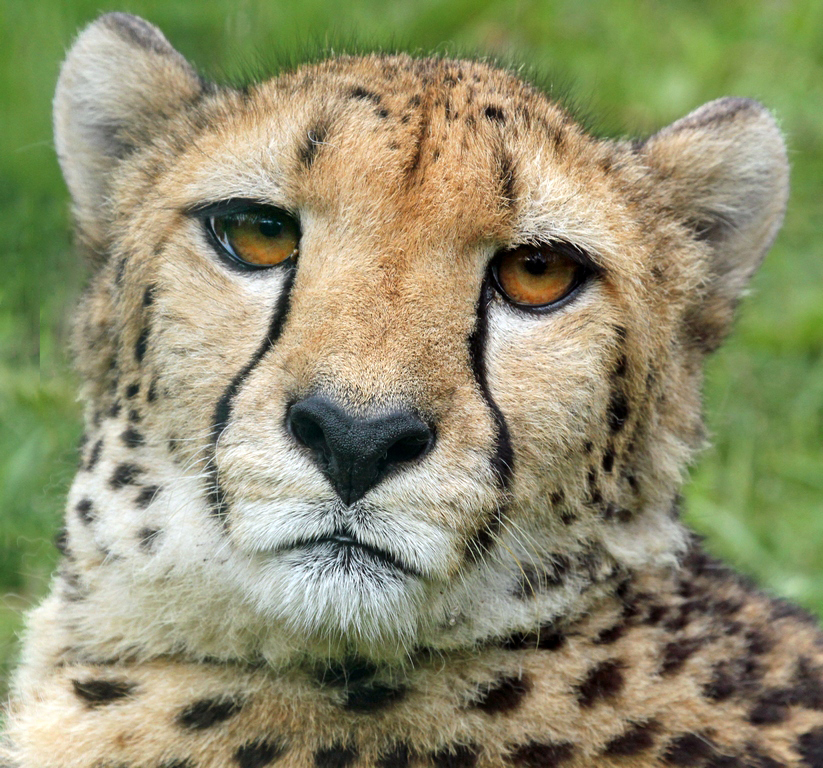 Gepard