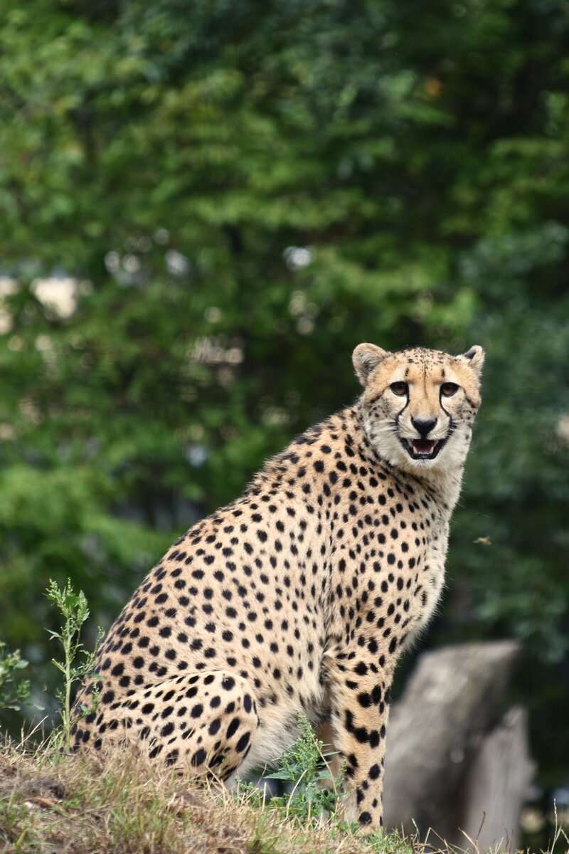 Gepard im Allwetterzoo (MNSTER/Deutschland, 25.08.2020)