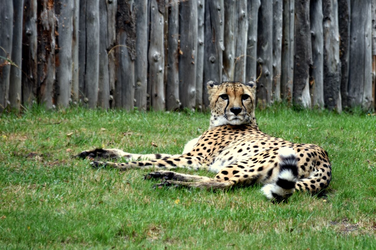 Gepard im Allwetterzoo (MNSTER/Deutschland, 25.08.2020)