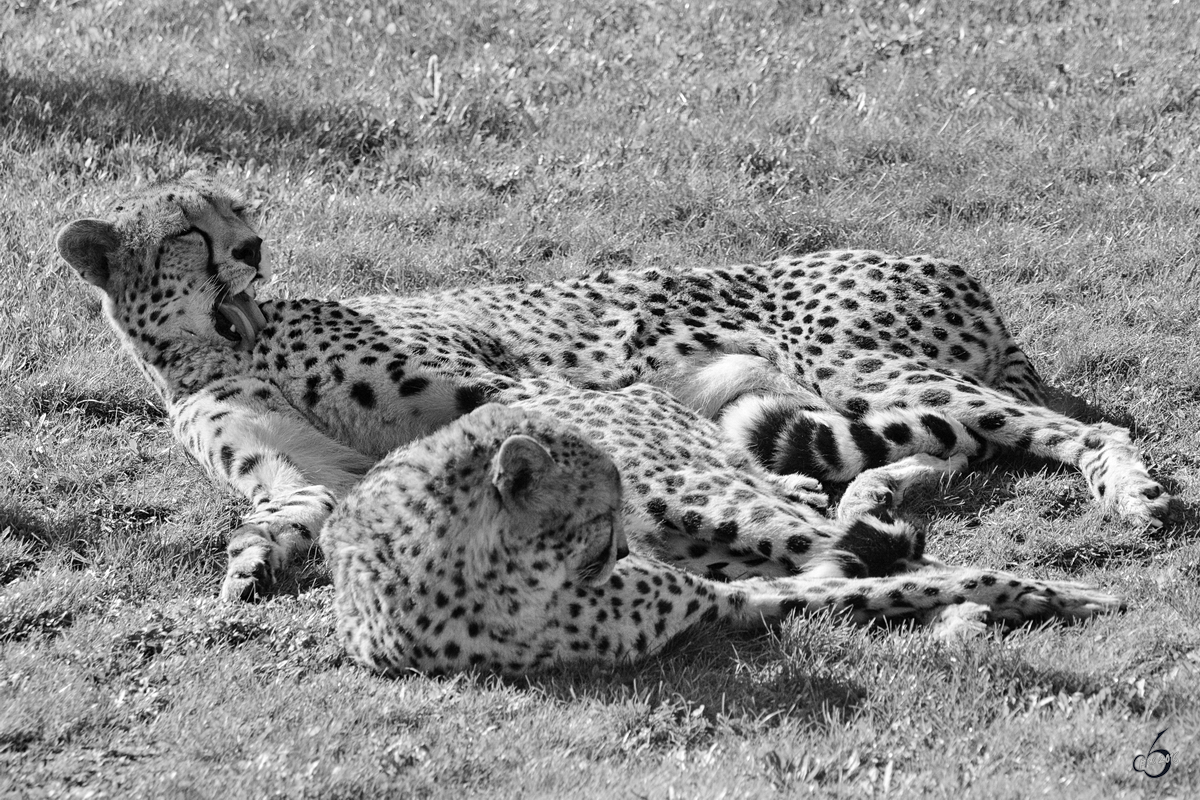 Geparden im Zoo Safaripark Stukenbrock. (Oktober 2014)