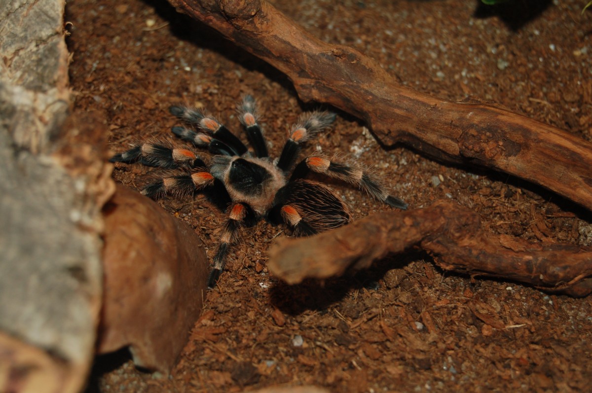 Gerade hat meine Mexikanische Rotknie-Vogelspinne (Brachypelma smithi), Toffifee, ihre zweite Hutung hinter sich, als sie sich nach Tagen wieder aus ihrer Hhle traut. 29.07.2014