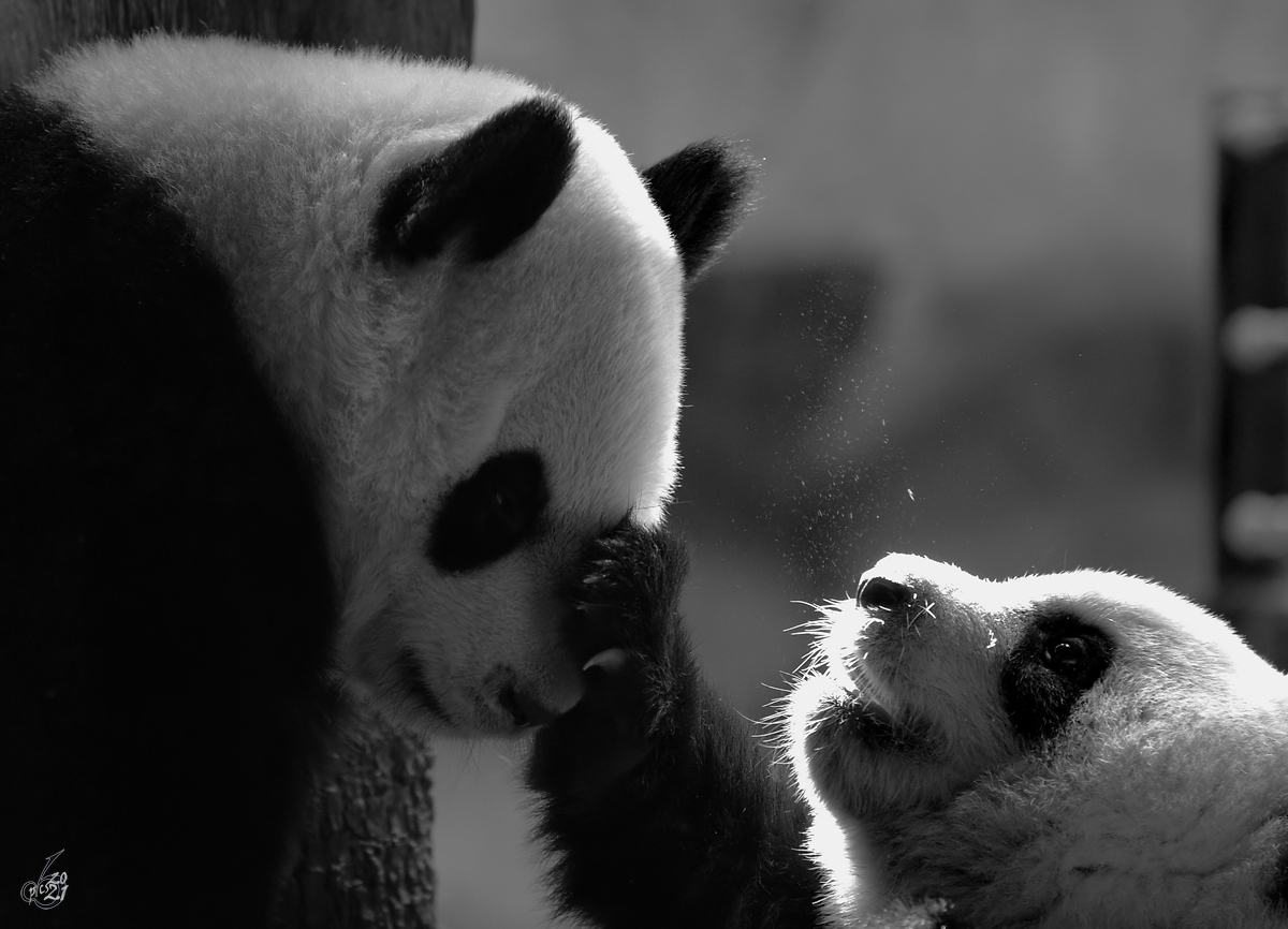 Geschwisterliebe bei diesen beiden jungen Panda´s im Zoo Madrid. (Dezember 2010)