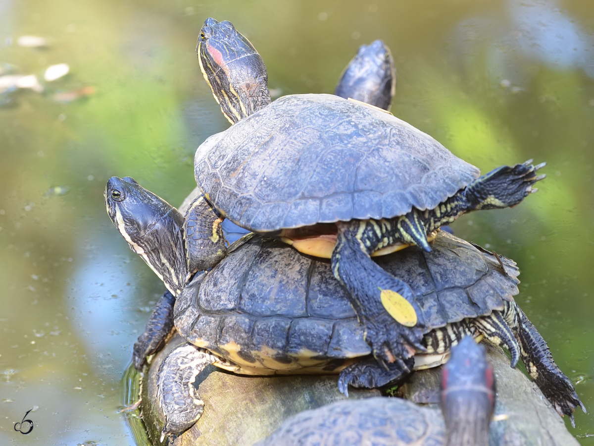 Gestapelte Gelbwangen-Schmuckschildkrten im Zoo Duisburg. (Juni 2013)