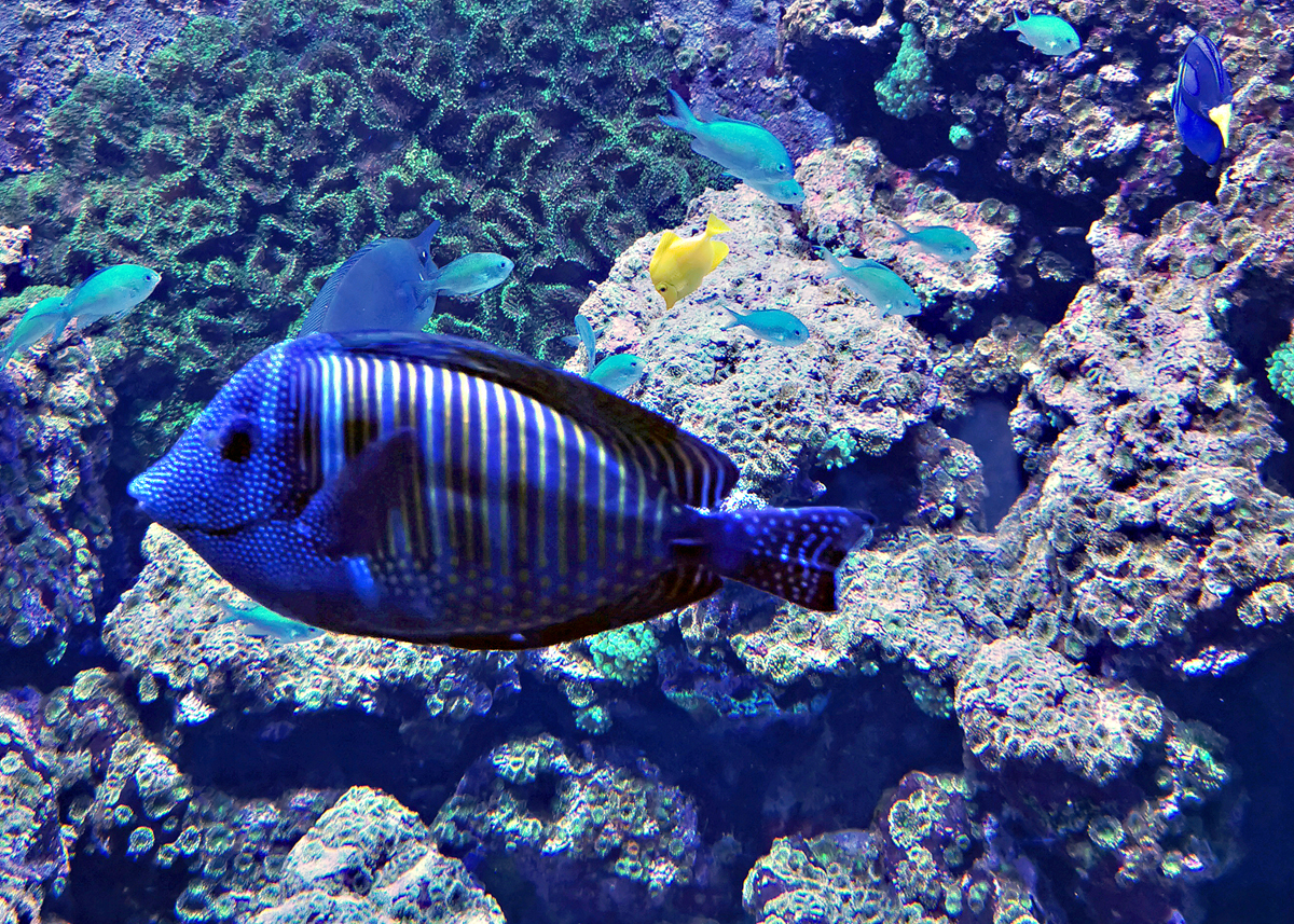 Gestreifter Druckerfisch im Aquarium des Klner Zoo - 16.06.2022