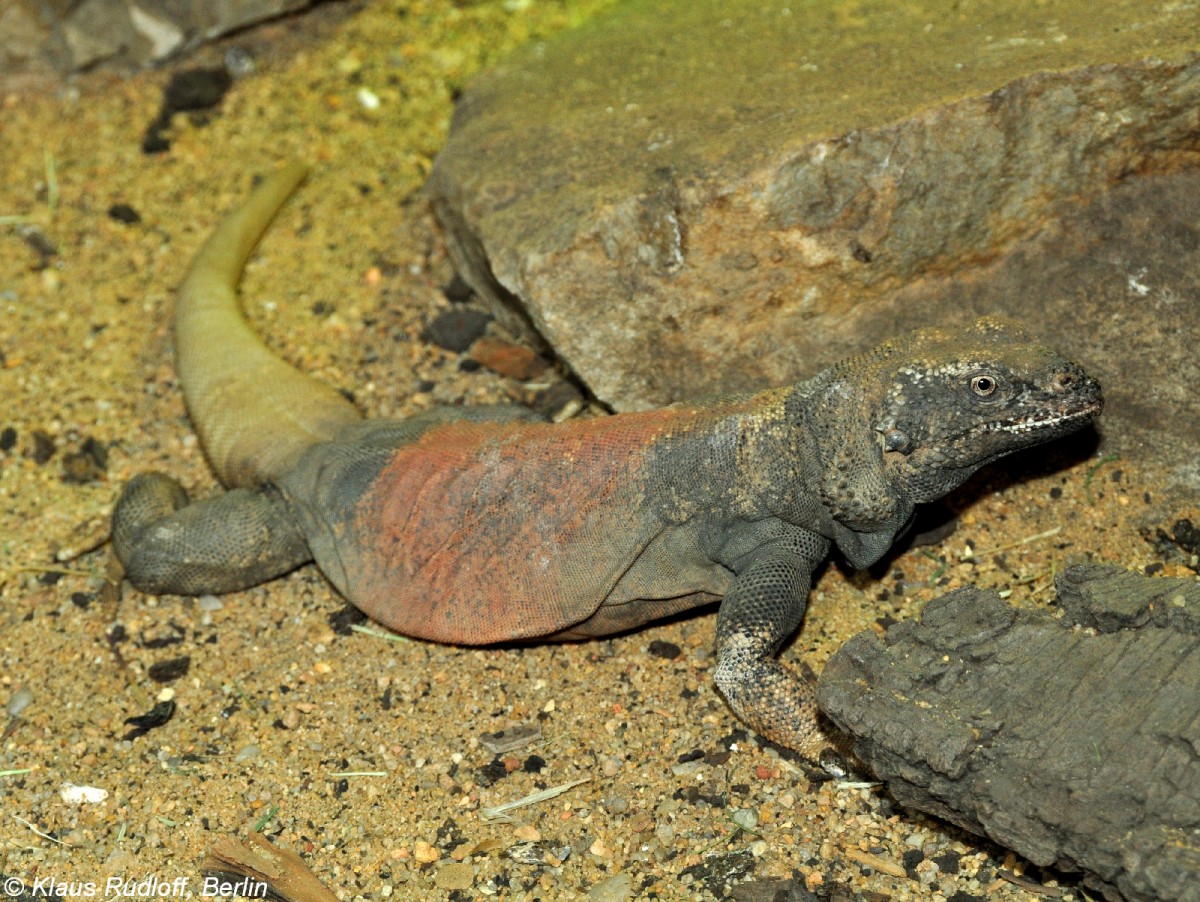 Gewhnlicher Chuckwalla (Saromalus obesus) im Zoo und Botanischen Garten Pilsen (Plzen, Juni 2015).