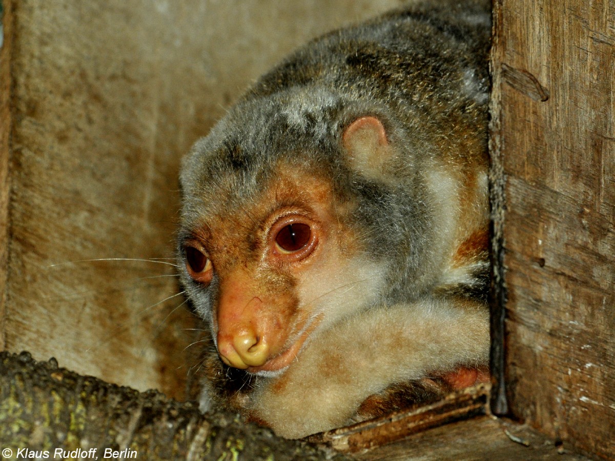 Gewhnlicher Flecken- oder Tpfelkuskus (Spilocuscus maculatus)in der Taman Safari Indonesia Bogor / West-Java (November 2013). 