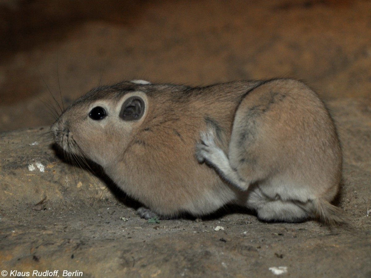 Gewhnlicher Gundi oder Kammfinger (Ctendodactylus gundi) im Zoo Prag /2009).