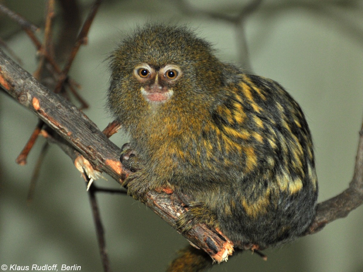 Gewhnliches Zwergseidenffchen (Cebuella pygmaea pygmaea) im Zoo und Botanischen Garten Pilsen (Plzen, Juni 2015).