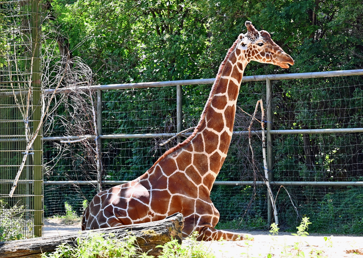 Giraffe im Klner Zoo - 14.06.2022