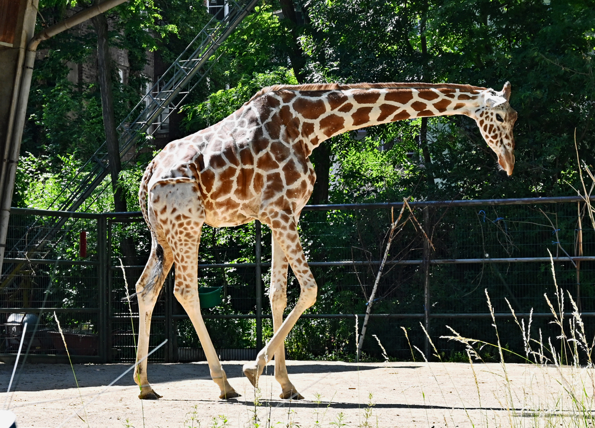 Giraffe im Klner Zoo - 14.06.2022
