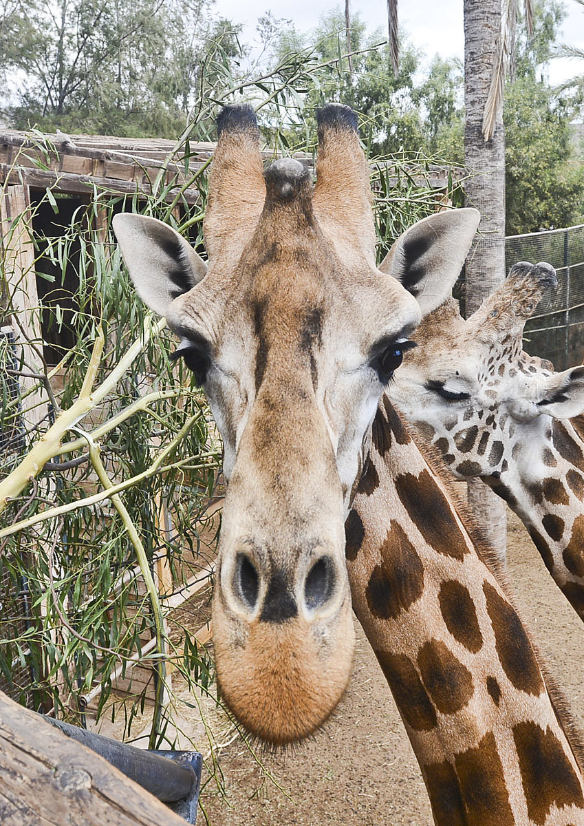 Giraffe im Oasis Park auf der Insel Fuerteventura in Spanien. Aufnahme: 20. Oktober 2017.