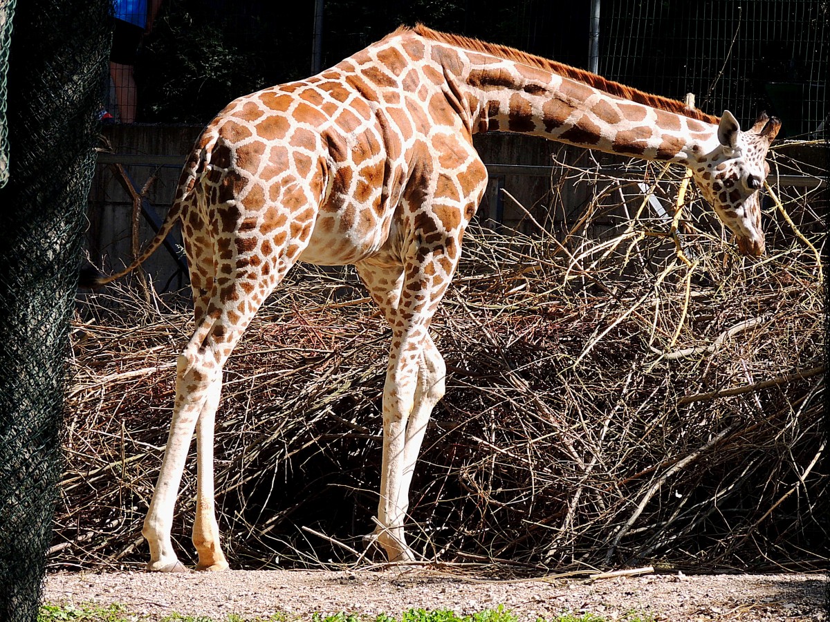 Giraffe(Giraffa camelopardalis)im Zoo Schmiding; 130905