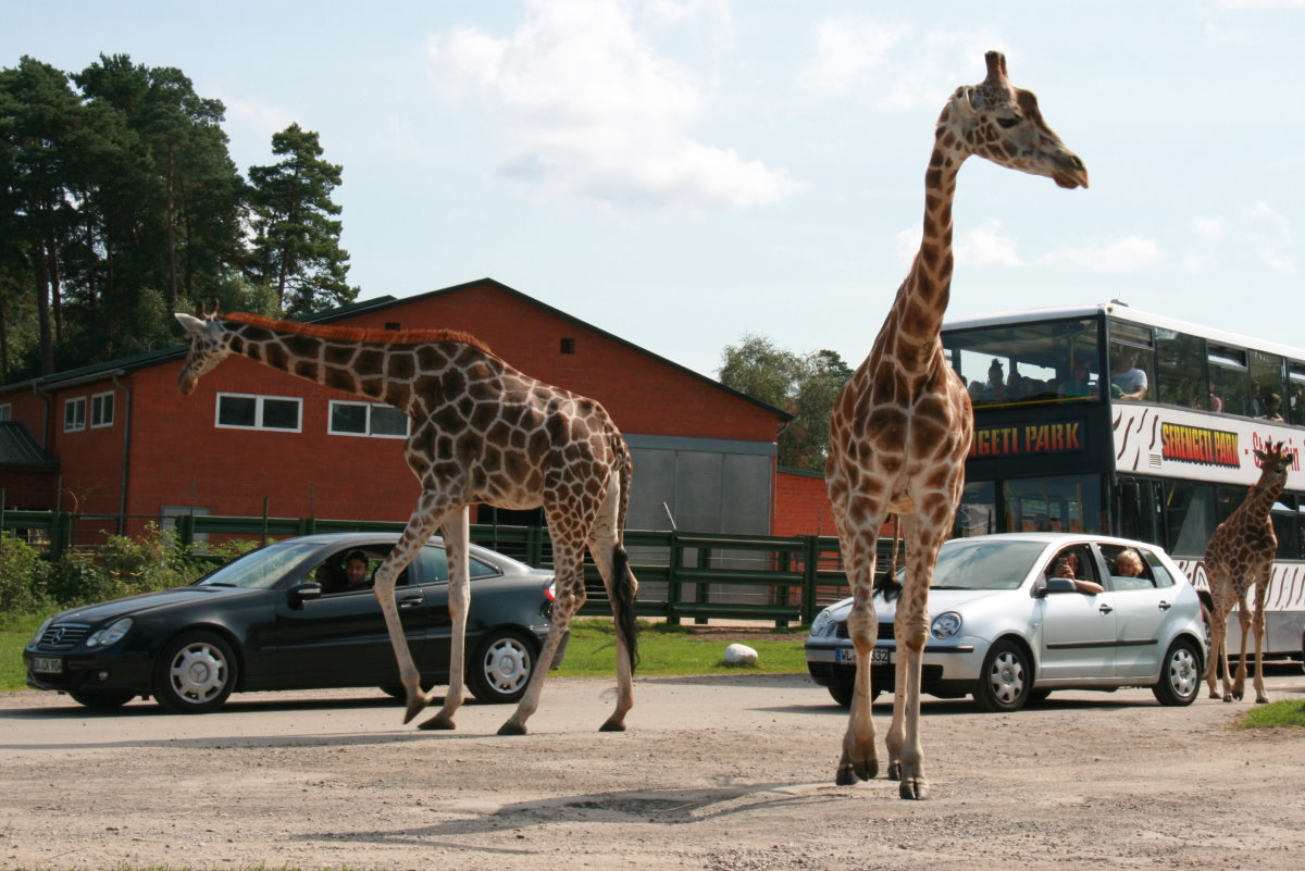 Giraffen im deutschen Straenverkehr;-) Serengeti Pakr Hodenhagen; 03.09.2014