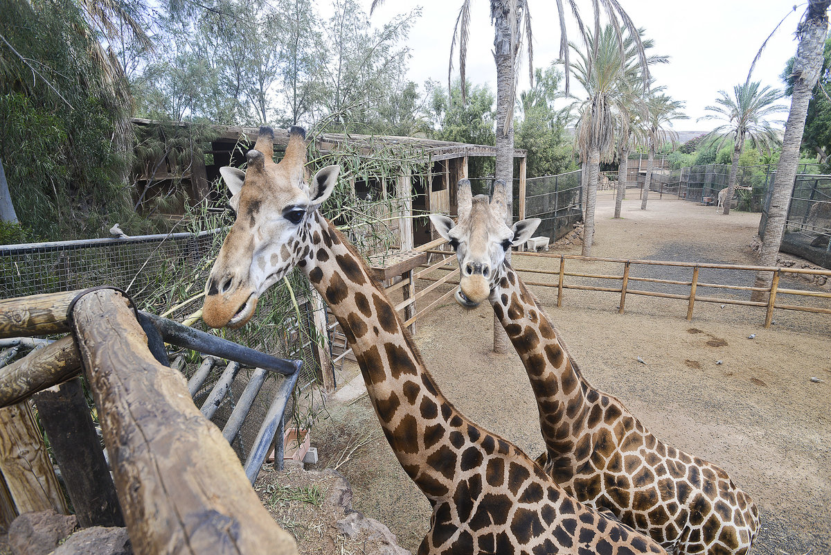 Giraffen im Oasis Park auf der Insel Fuerteventura in Spanien. Aufnahme: 20. Oktober 2017.