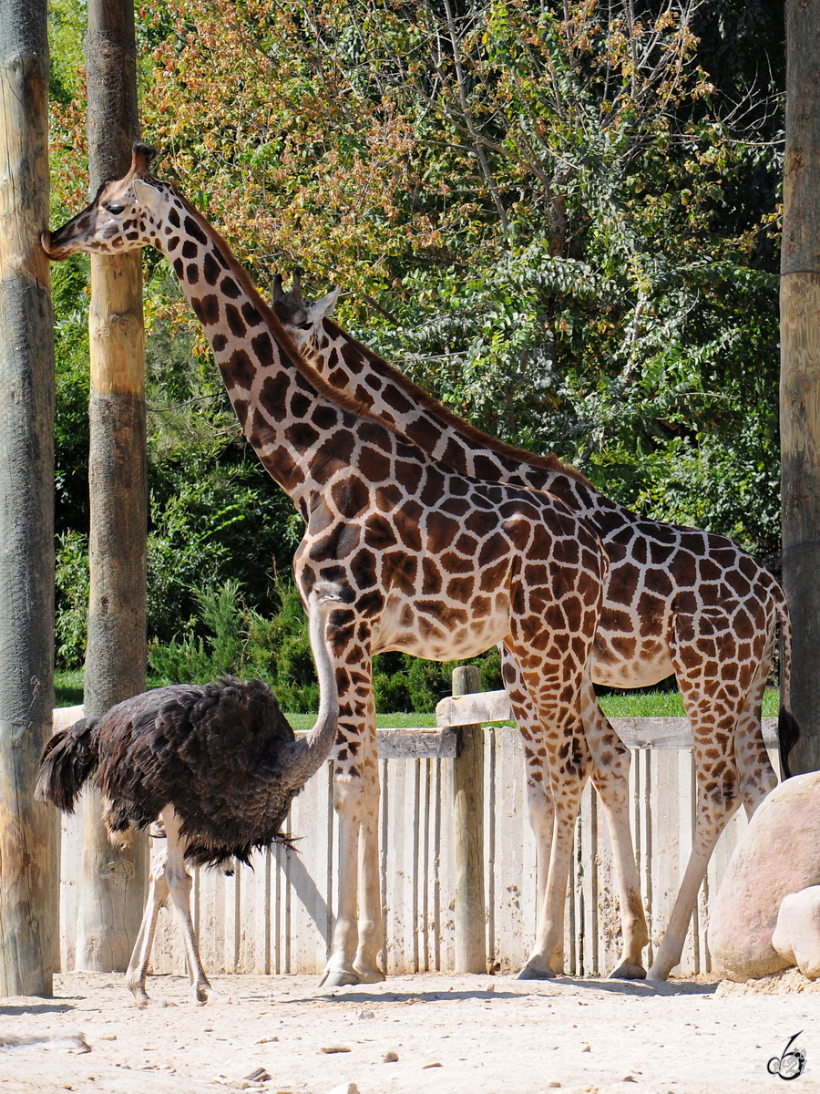Giraffen und Strausse in der Afrikaanlage des Zoo´s Madrid. (Dezember 2010)