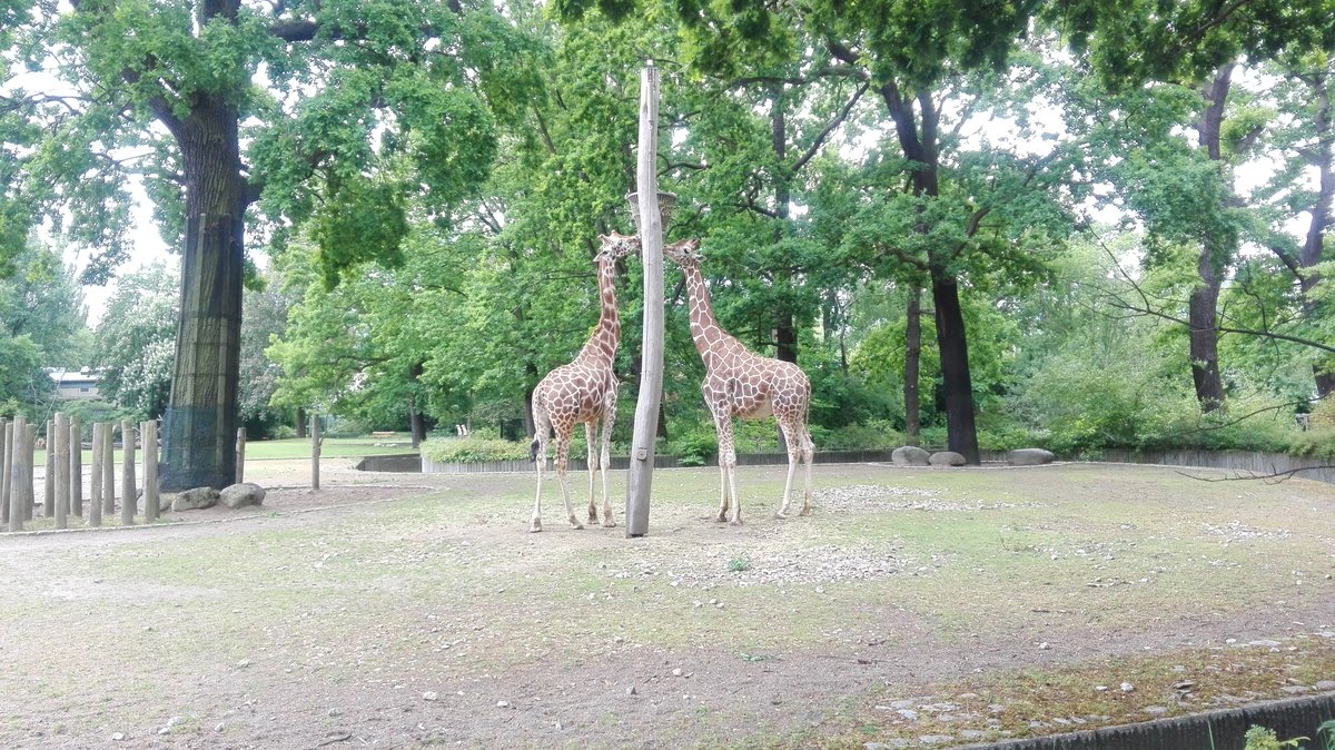 Giraffen werden im Zoo in Berlin gefttert. Aufgenommen am 25.05.2020.