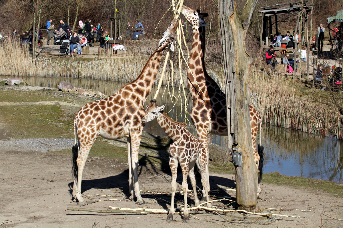 Giraffen in der ZOOM Erlebniswelt Gelsenkirchen 8.3.2015