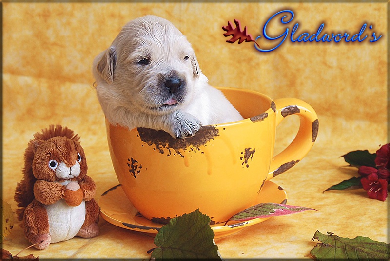 Gladword's Golden Retriever Welpe