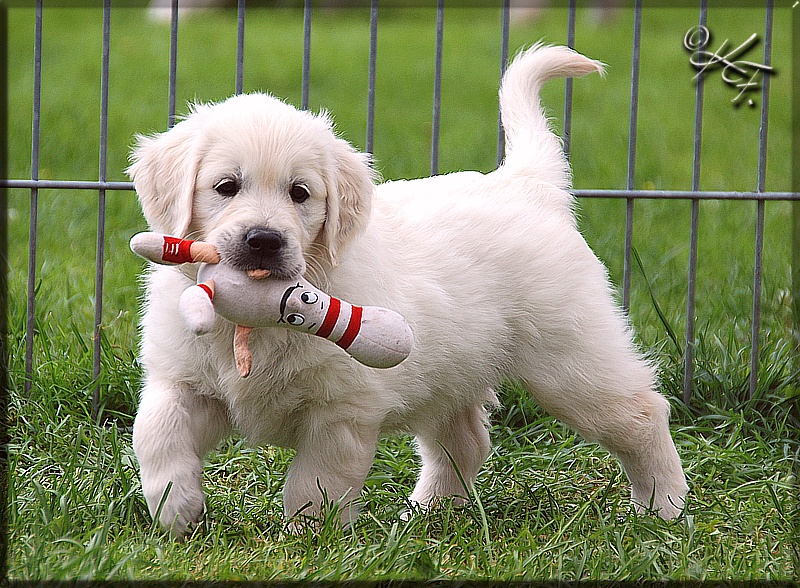 Gladword's Golden Retriever Welpe