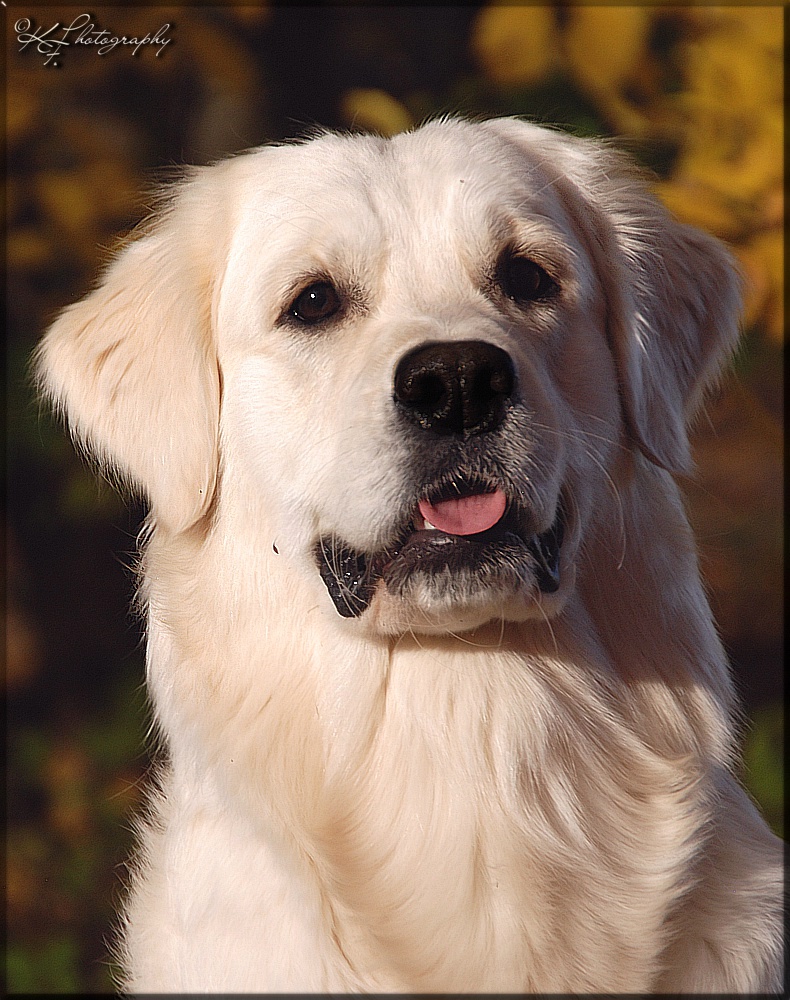 Gladword's Golden Retriever - Zuchthndin:
 Gladword's True Loving Benita 