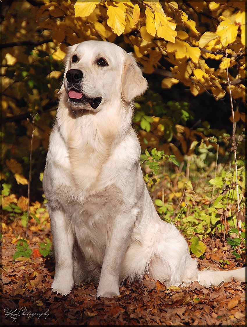 Gladword's Golden Retriever - Zuchthndin:
 Gladword's True Loving Benita 