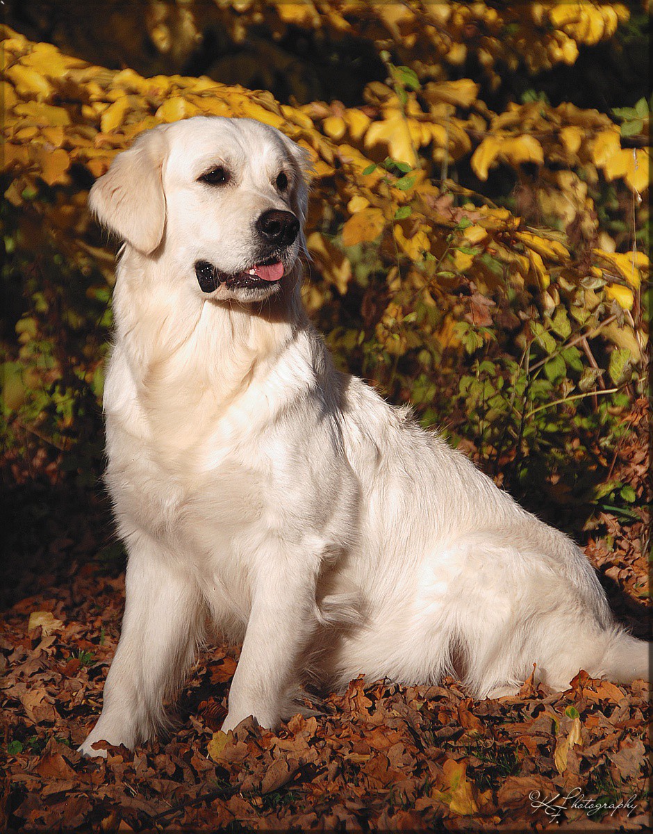 Gladword's Golden Retriever - Zuchthndin:
 Gladword's True Loving Benita 