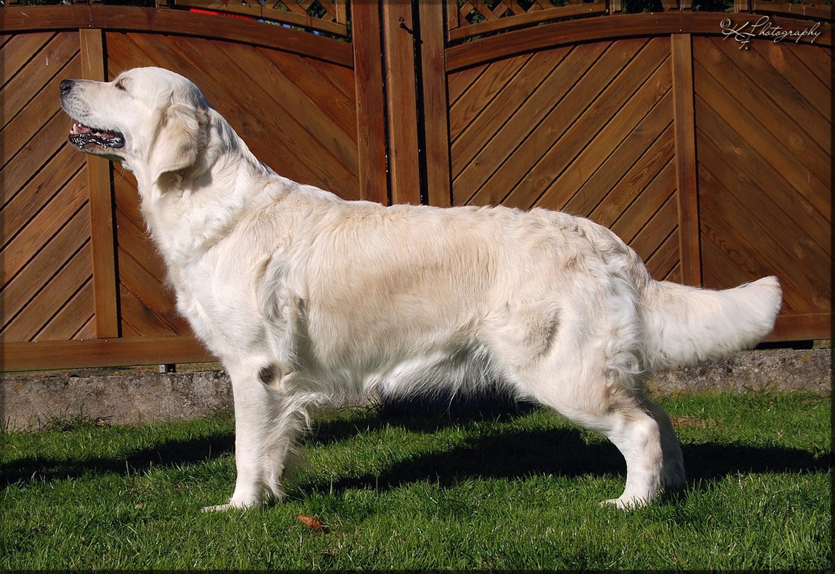 Gladword's Golden Retriever - Zuchthndin:
 Gladword's Laquisha 