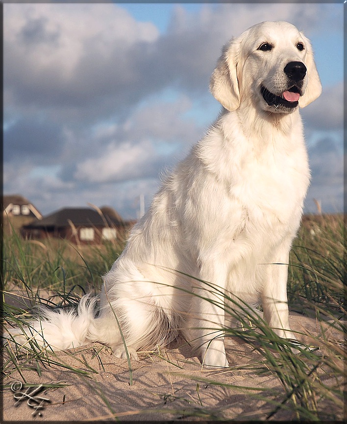 Gladword's Golden Retriever - Zuchthündin:
 Jako's As Time goes on for Scully 