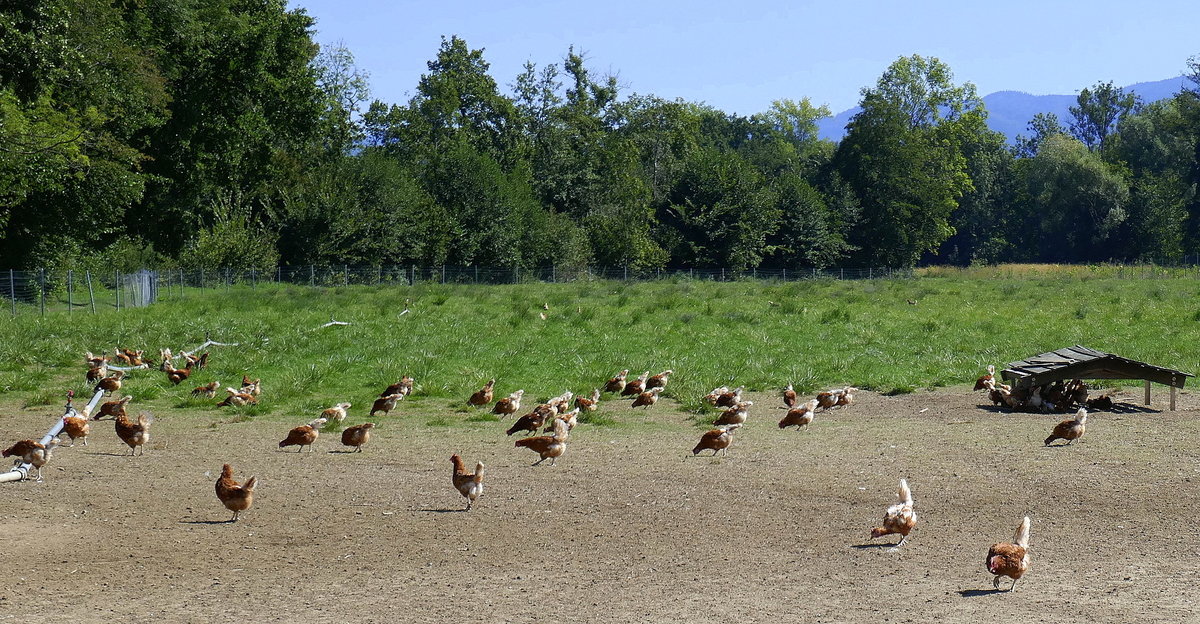 glckliche Hhner bei artgerechter Haltung, ein Hhnerhof im Breisgau, Sept.2020