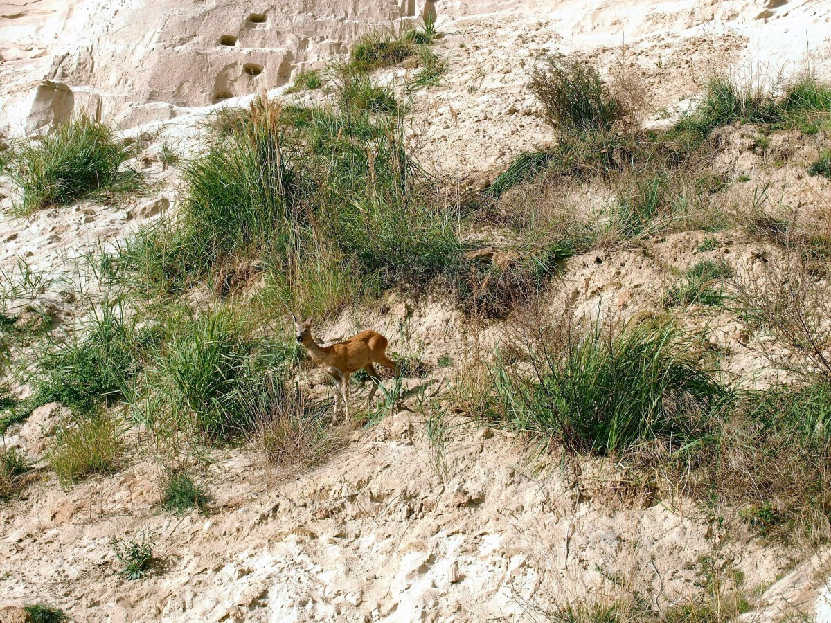 Ghren. In der Nhe des Nordperdes, dem stlichsten Punkt von Rgen, steigt eine Rehricke den Kstensteilhang hinunter. (29. September 2012)