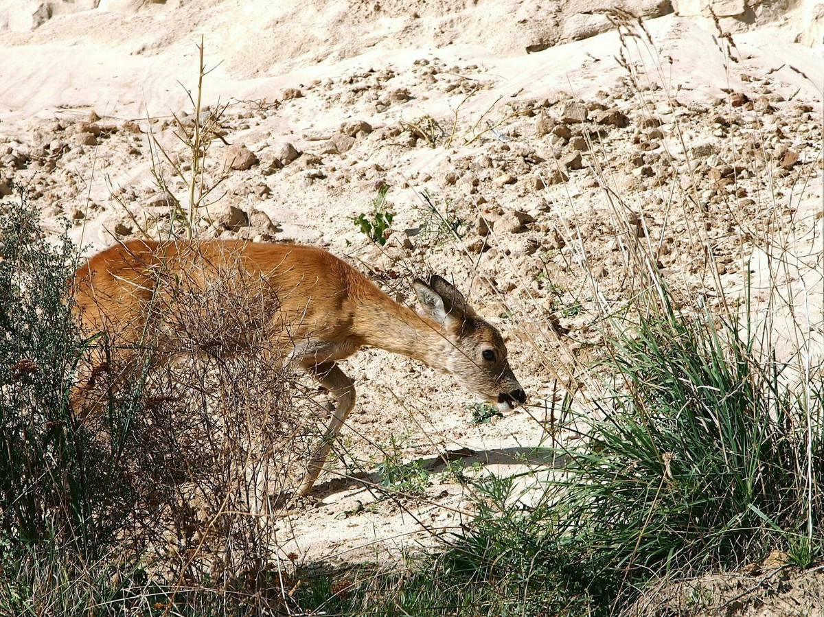 Ghren. Rehricke beim sen im Kstensteilhang. (29. September 2012)