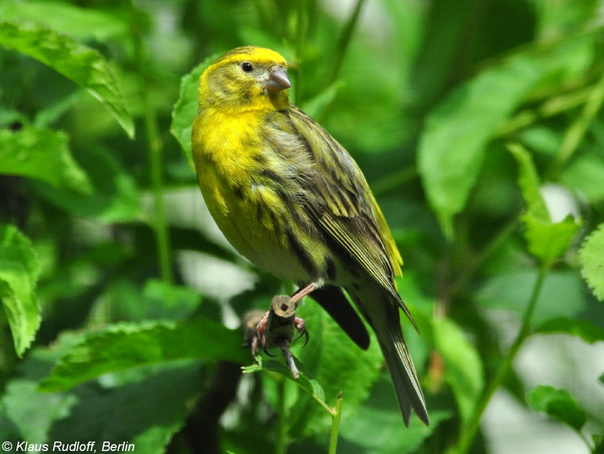 Goldammer (Emberiza citrinella) im Zoo Hluboka /Tschechien