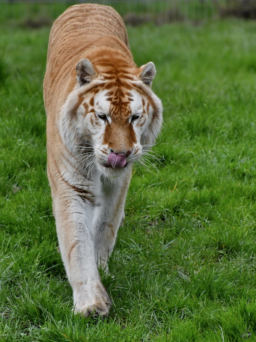 Golden Tabby Tiger gehren zur Unterart der Bengaltiger und wurden in freier Wildbahn bislang nur in Indien (zuletzt zum Beginn des 20. Jahrhunderts) gesichtet. Fr die ungewhnliche Farbmutationen ist ein rezessiv vererbbares Gen verantwortlich, welches nur Bengaltiger in sich tragen knnen. Weltweit gibt es nur ca. 30 Exemplare dieses seltenen Tieres und diese ausschlielich in menschlicher Obhut, weil sie wegen ihrer aufflligen Farbe in freier Wildbahn nicht berleben knnten. (Tigerpark Dassow, April 2024)