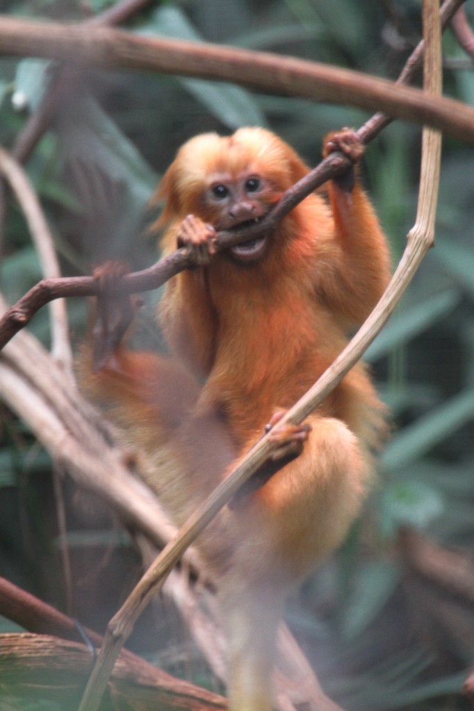 Goldene Lwenffchen (Leontopithecus rosalia) am 25.7.2010 im Zoo Heildelberg.