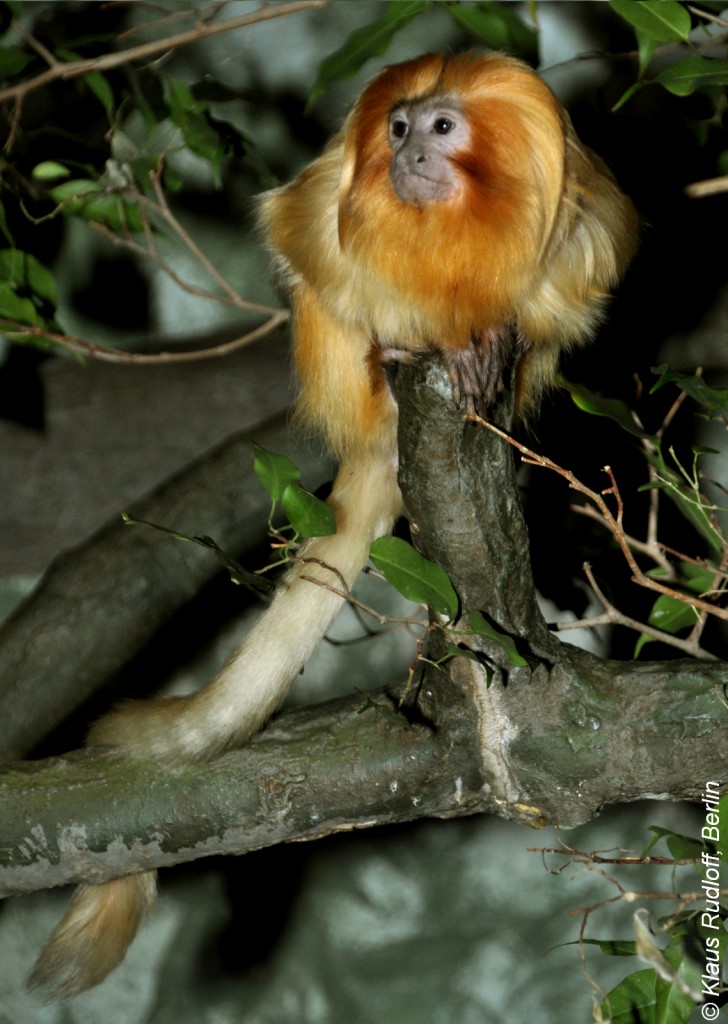 Goldenes Lwenffchen (Leontopithecus rosalia) im Zoo Frankfurt/Main (2012).