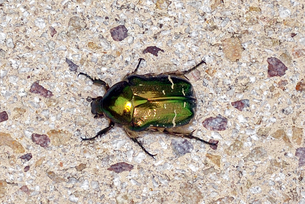 Goldglnzender Rosenkfer auf der Terrasse - 22.09.2013